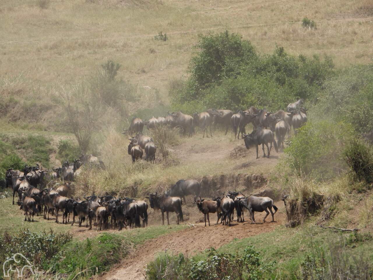 heuvelachtig landschap op de serengeti met kudde gnoes die lopen en allemaal stof doen opwaaien