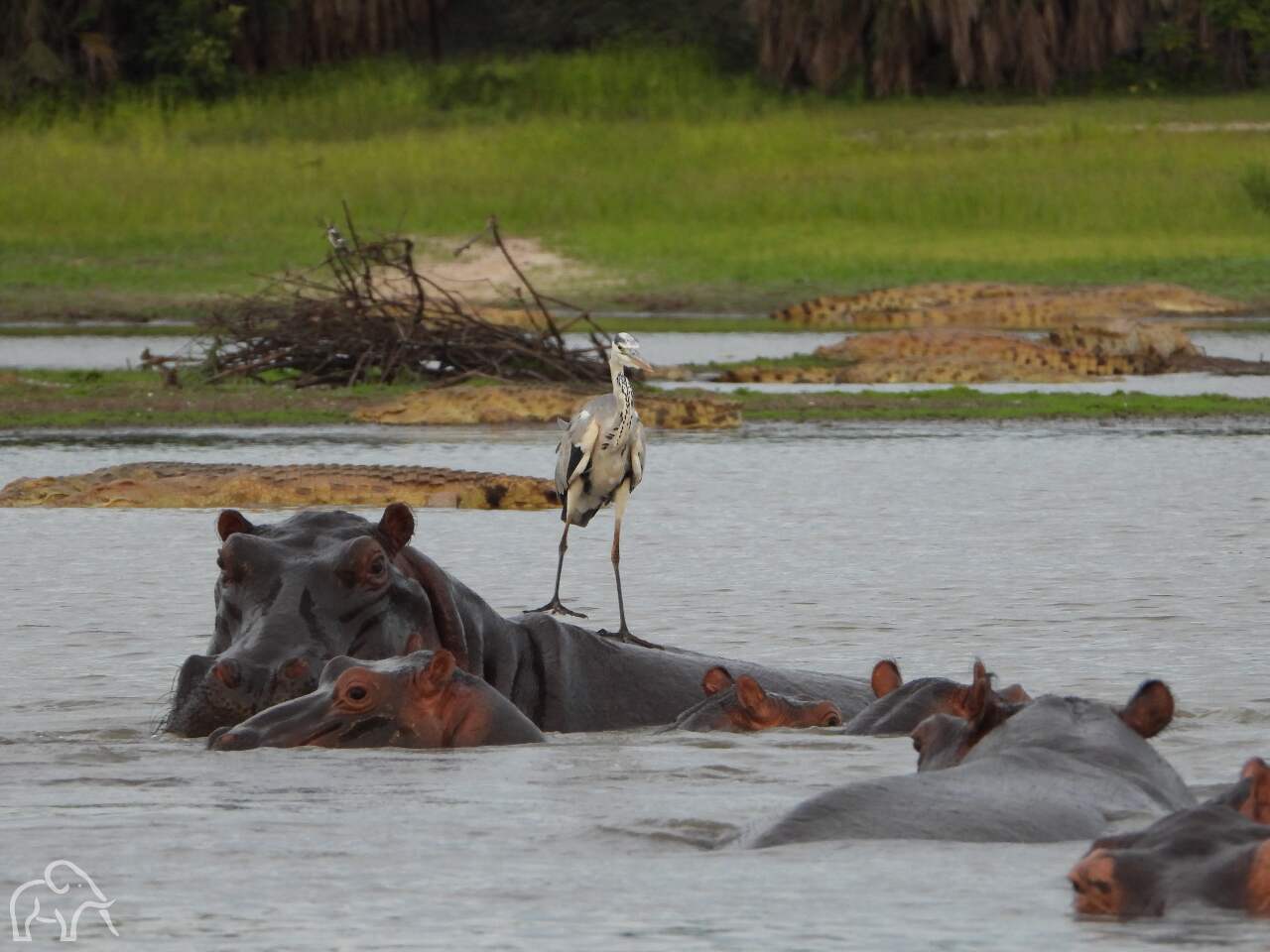 rivier met hippo's en krokodillen op de achtergrond. op de rug van een van de hippos staat een reiger