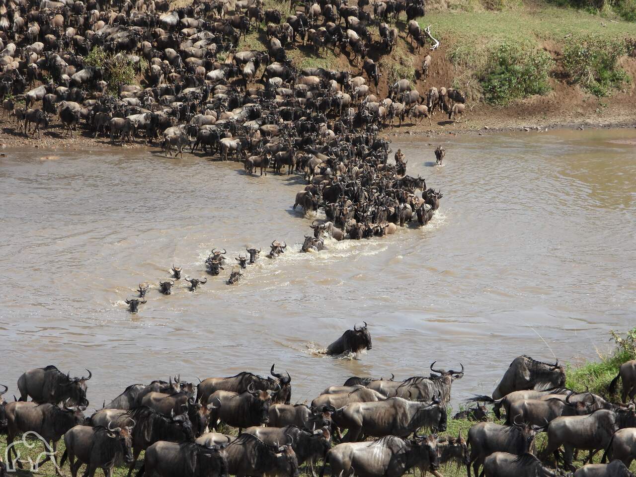 overzicht over een rivier waar een grote groep gnoes in een sliert de rivier oversteken. Op de ene oever springen ze erin en op de andere oever klauteren ze eruit