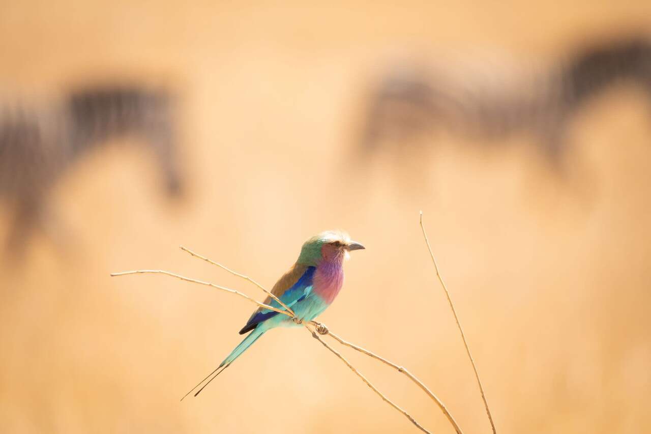 Lilac breasted Roller zittend op klein dun takje midden op de serengeti Tanzania