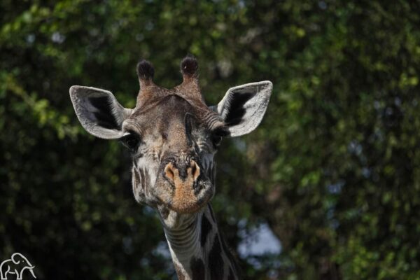 donkere giraffenkop die je nieuwsgierig aankijkt