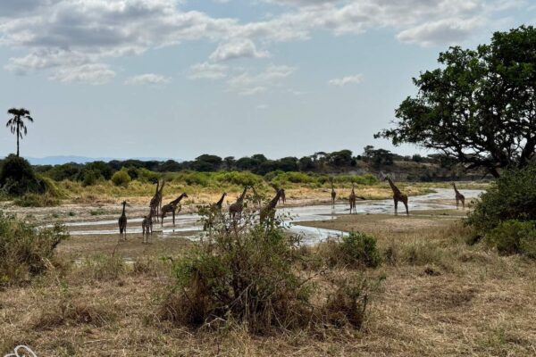 grote groep giraffen staand in het water