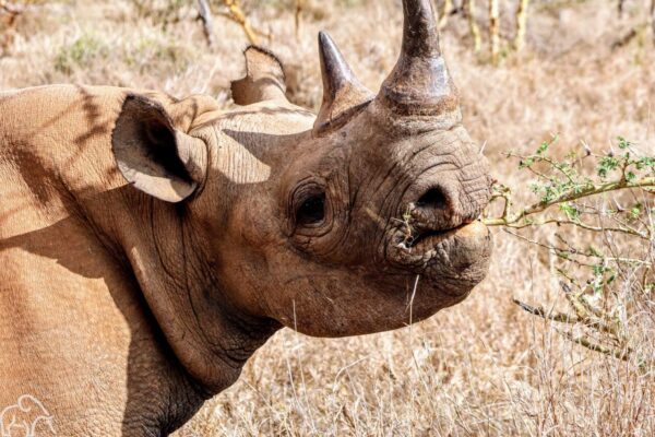 Neushoorn in de opvanglocatie in Mkomazi